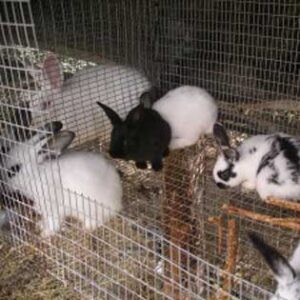 Author Marjory Wildcraft on Growing Groceries Image